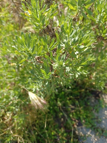 iNaturalist observation photo of Coastal Goldenbush