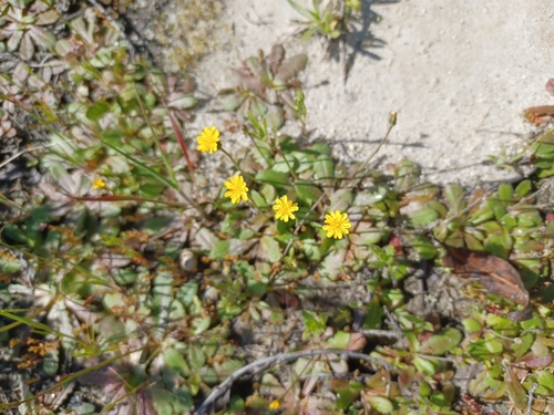 iNaturalist observation photo of Smooth Cat's Ear