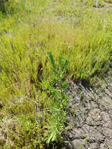 iNaturalist observation photo of Clustered Tarweed