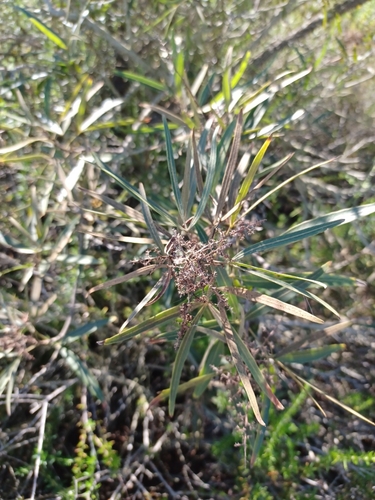 iNaturalist observation photo of african sumac