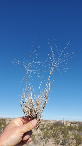 Ear Muhly