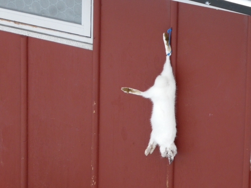 Arctic Hare observed by ea_marie