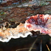 Bleeding Conifer Crust - Photo (c) jose_castro, all rights reserved, uploaded by jose_castro