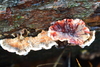 Bleeding Conifer Crust - Photo (c) Jose Castro, all rights reserved, uploaded by Jose Castro