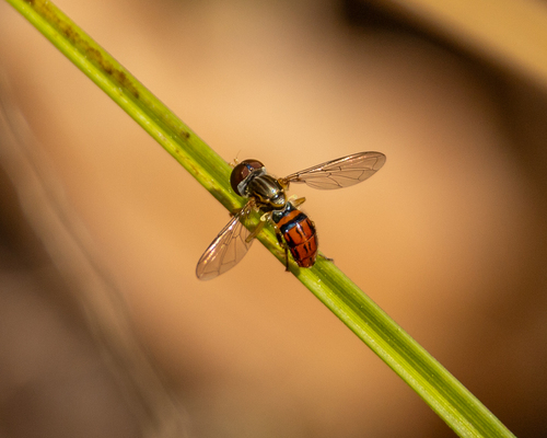 Unknown species found near Bullfrog Creek Wildlife and Environmental Area, Hillsborough, Florida, United States