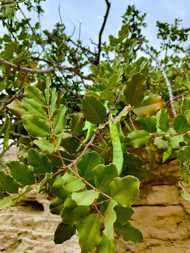 carob tree