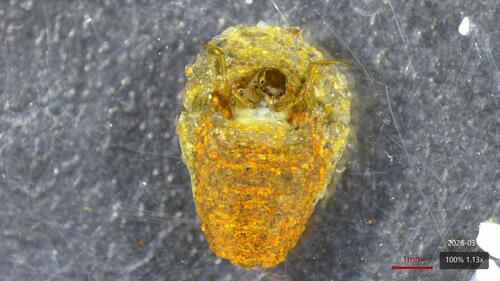 Ceraclea flava