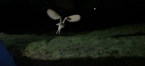 View observation of {o.common_name} on iNaturalist