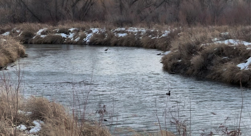 iNaturalist observation 2025-12-17
