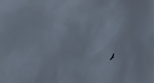 iNaturalist observation 2025-12-26