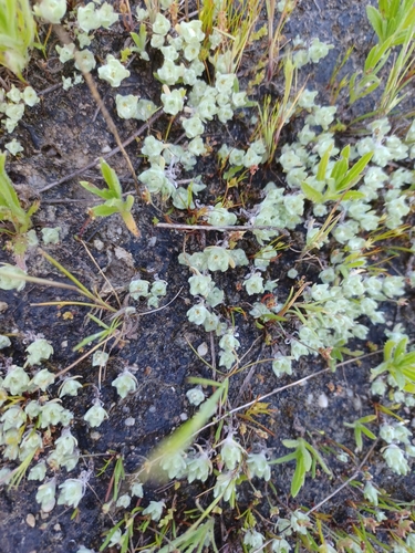 iNaturalist observation photo of low woolly marbles