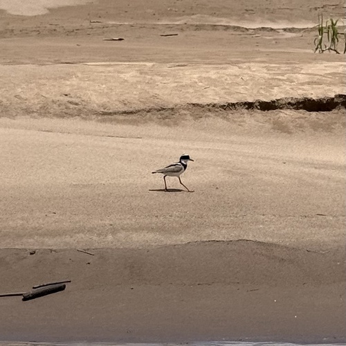 Pied Plover