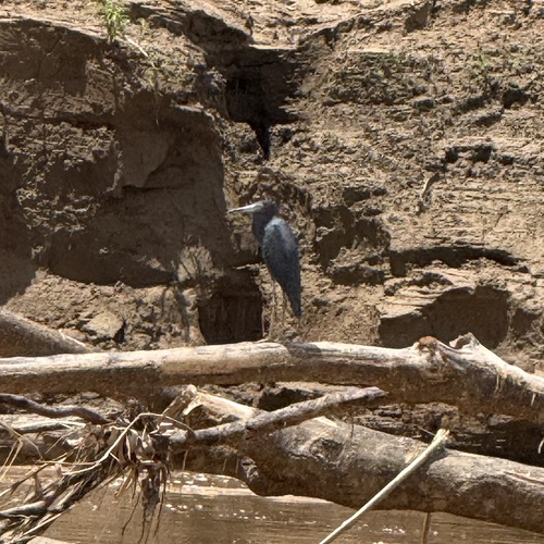Little Blue Heron