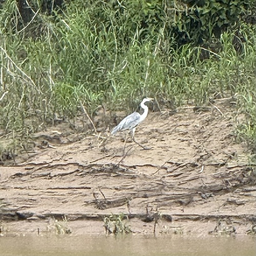 Cocoi Heron