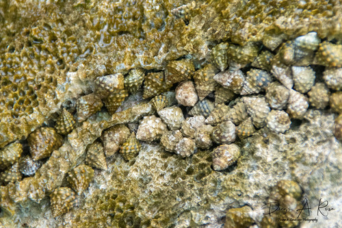 Echinolittorina tuberculata