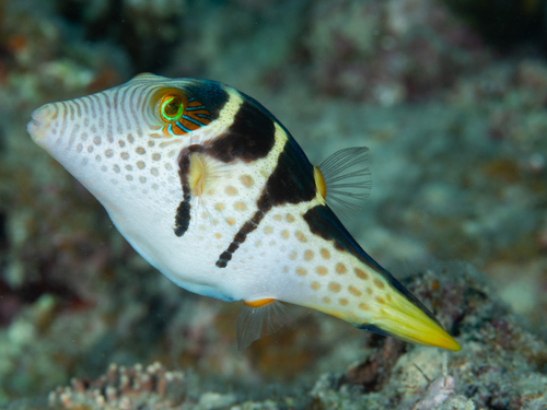 Canthigaster valentini