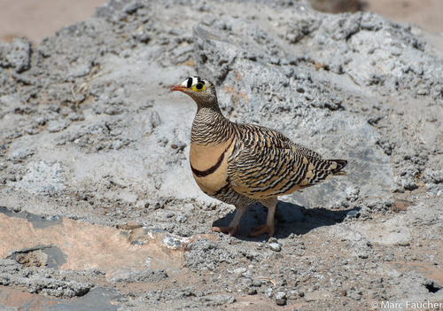 Lichtenstein's Sandgrouse
