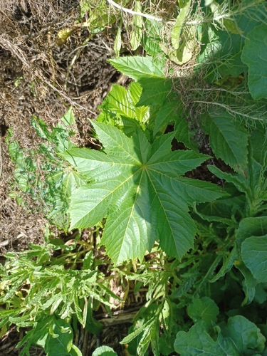 iNaturalist observation photo of castor bean