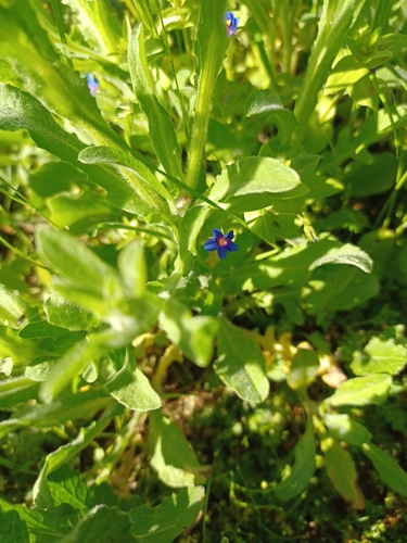 iNaturalist observation photo of Blue Scarlet Pimpernel