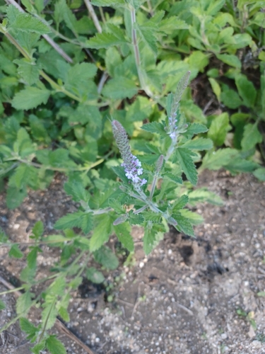 iNaturalist observation photo of western vervain