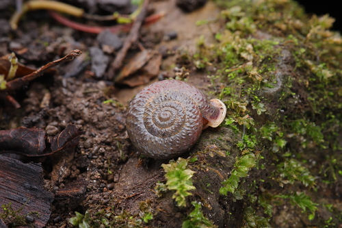 Moellendorffia trisinuata
