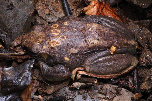 Chinese Flying Frog