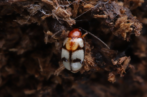 Paleosepharia excavata