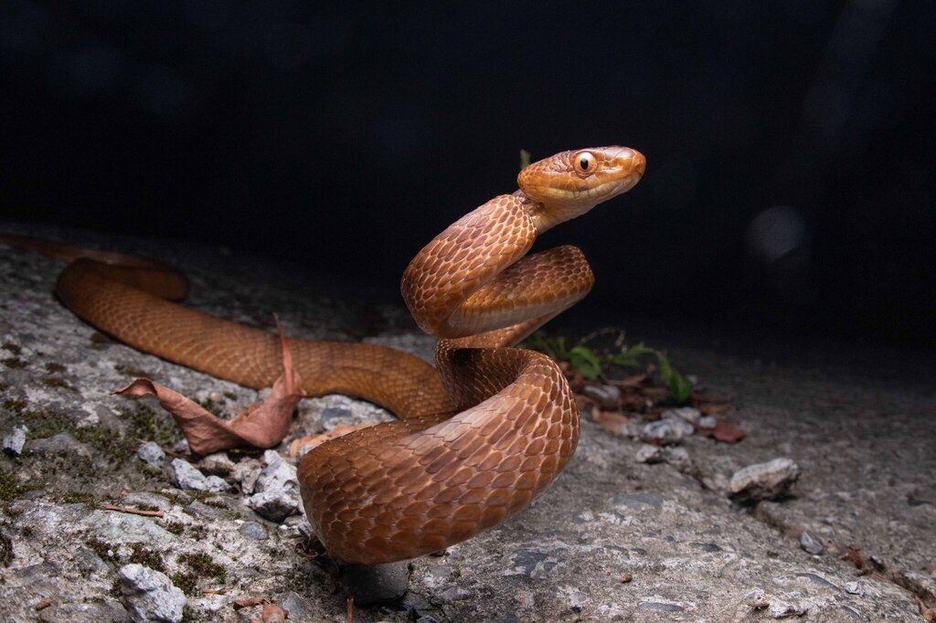 Kelung Cat Snake (Boiga kraepelini)