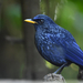Blue Whistling-Thrush - Photo (c) HUANG QIN, all rights reserved, uploaded by HUANG QIN