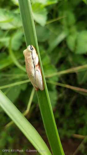 Margined Reed Frog