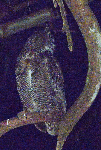 View observation of {o.common_name} on iNaturalist