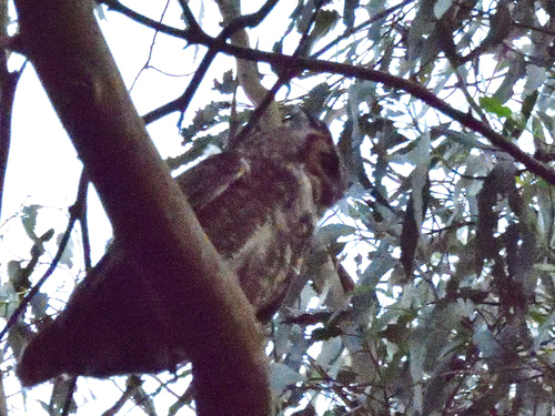 View observation of {o.common_name} on iNaturalist