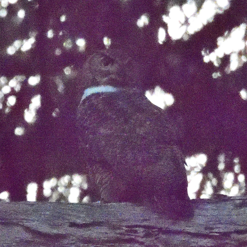 View observation of {o.common_name} on iNaturalist