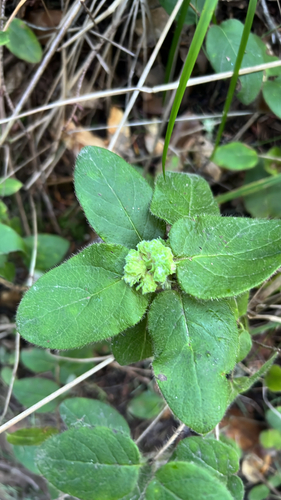 Unknown species found near Powder Mill Trail, Felton, CA, US