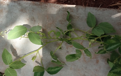 Silverleaf Desmodium