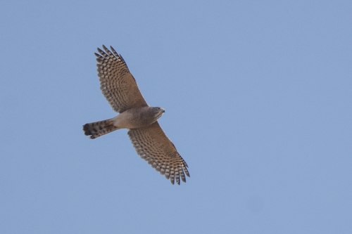 Shikra