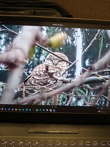 View observation of {o.common_name} on iNaturalist