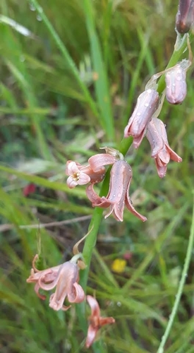 Dipcadi serotinum fulvum