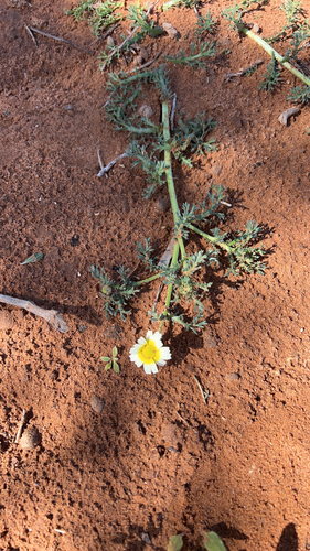 Garland Daisy