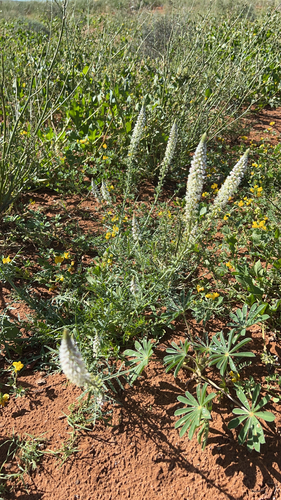 white mignonette