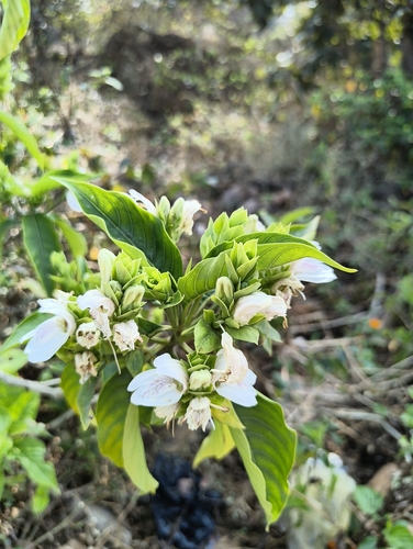 Malabar nut