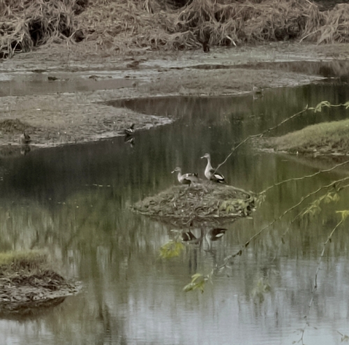 Indian Spot-billed Duck