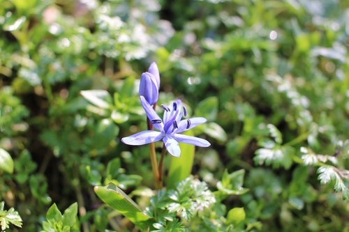 Alpine Squill