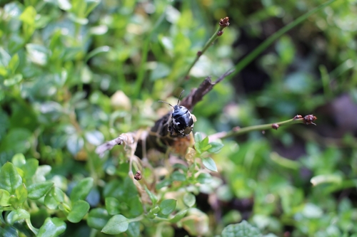 Pied shield bug
