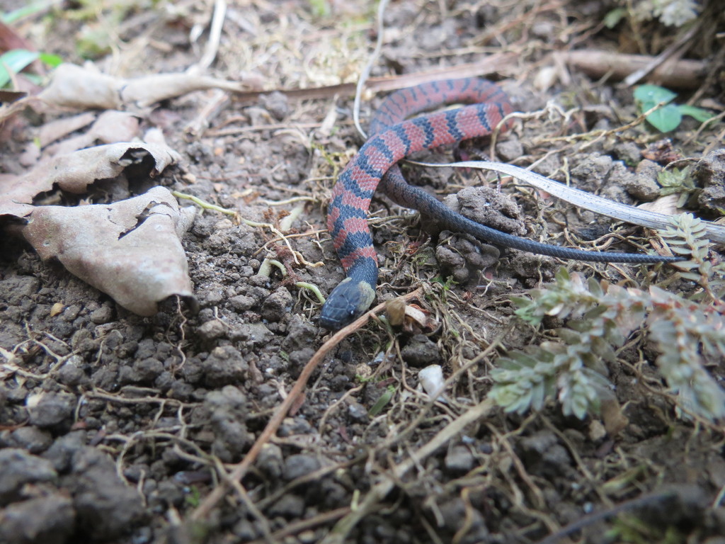 Red Coffee Snake (Ninia sebae) · iNaturalist