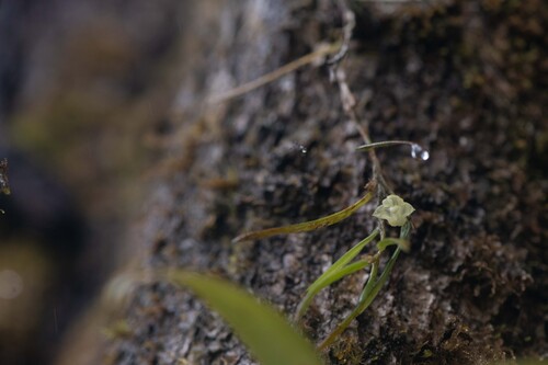 Bulbophyllum lygeron