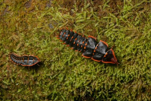 Platerodrilus svetae