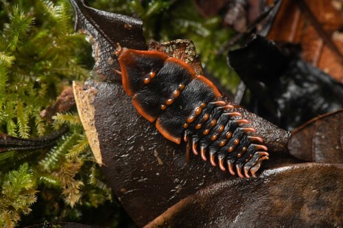 Platerodrilus svetae