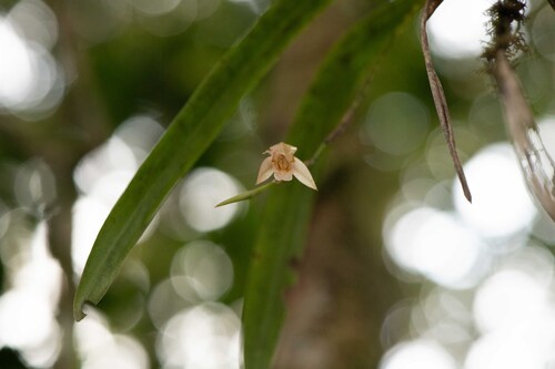 Coelogyne tenompokensis