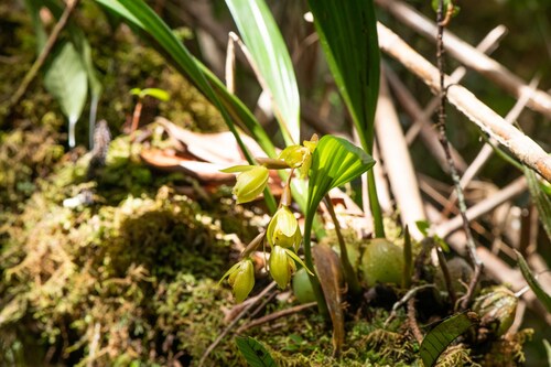 Coelogyne exalata